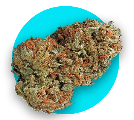 Fresh cannabis flower buds at Frosty Trees dispensary Negaunee MI