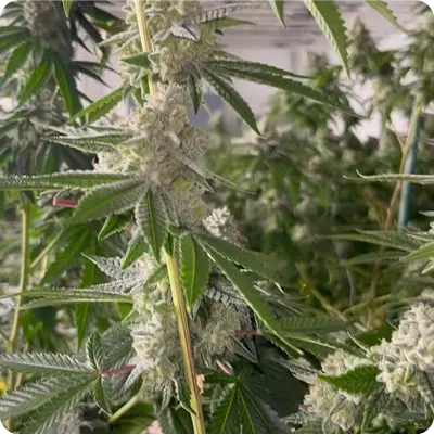 Hybrid cannabis flower strain at Frosty Trees Negaunee MI