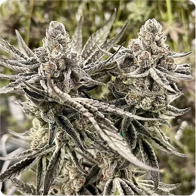 THC gummies for sale in Negaunee MI Frosty Trees dispensary